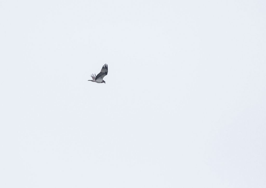 Falco pescatore (Pandion haliaetus) ?  S !